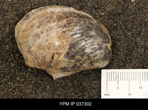Inoceramus sp.