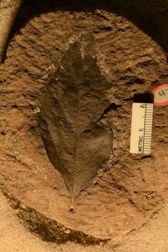 Zamites acutipennis