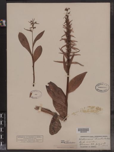 Habenaria bracteata