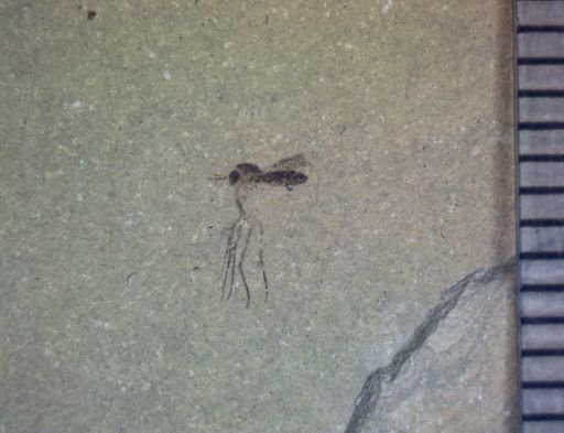 undet. Nematocera