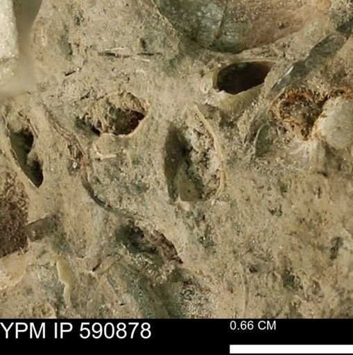 undet. Bivalvia