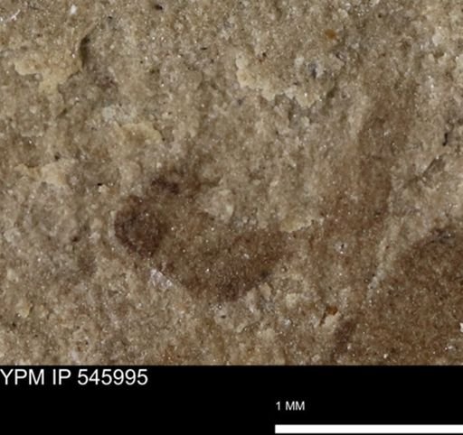 taxon undetermined