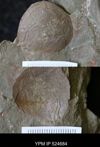Tremaglaspis?