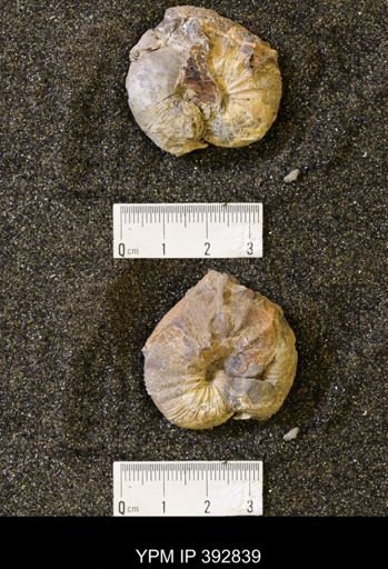 undet. Mollusca