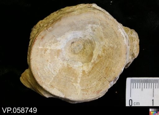 undet. Actinopterygii