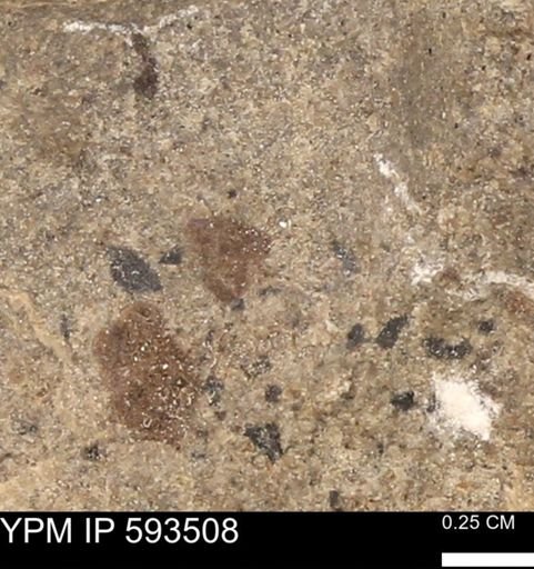 taxon undetermined