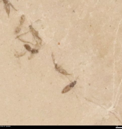 undet. Insecta