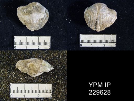 Spirifer opimus