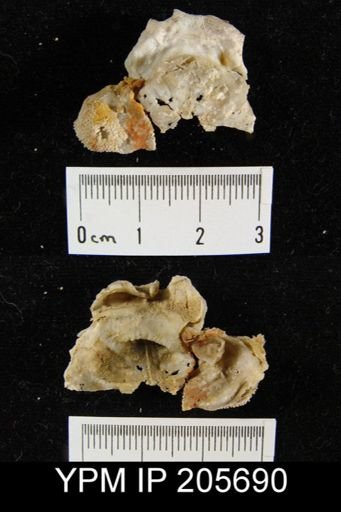 Leptodus sp.