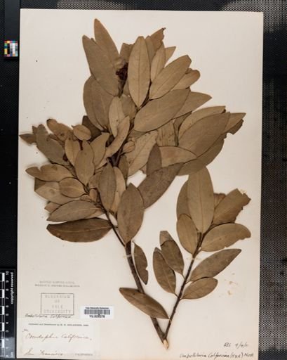 Sassafras