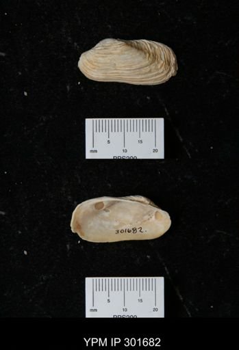 Hiatella arctica
