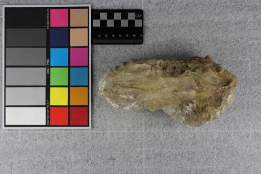 Protoceras celer