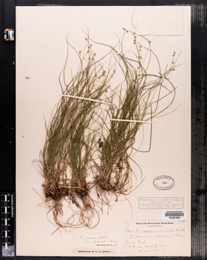 Carex radiata
