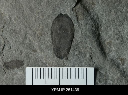 Eurypterus?