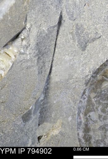 undet. Mollusca