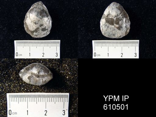 Meristella barrisi