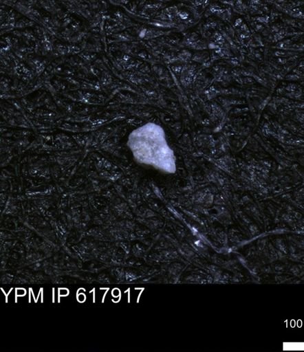 undet. Foraminiferida