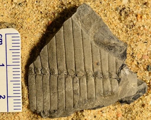 Calamites sp.