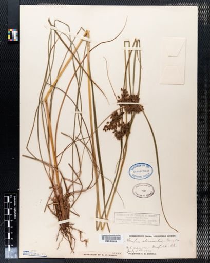Scirpus atrocinctus