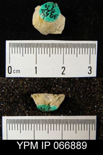Productella hallana