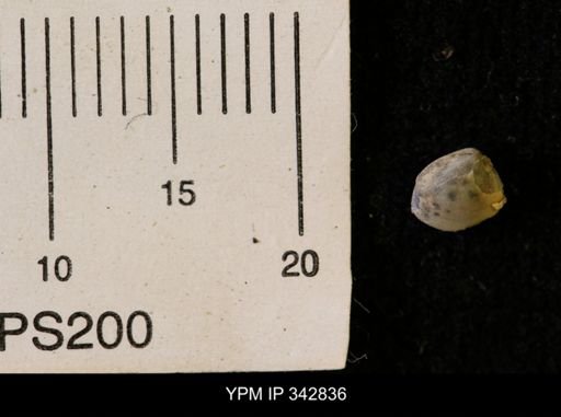 Protocardia sp.