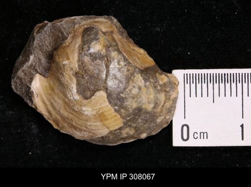 Inoceramus sp.
