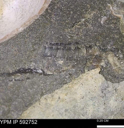 undet. Inoceramidae