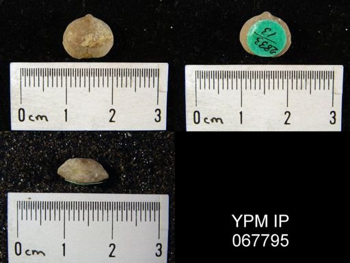 Rhipidomella oblata emarginata