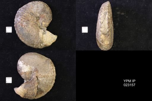 Jeletzkytes nebrascensis