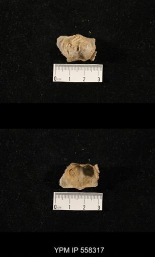 Paucispinifera quadrata