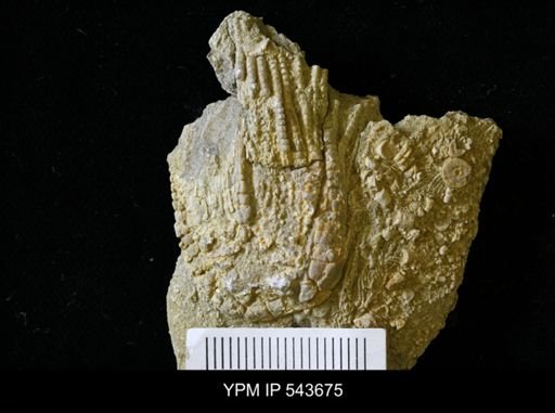 Zeacrinites?