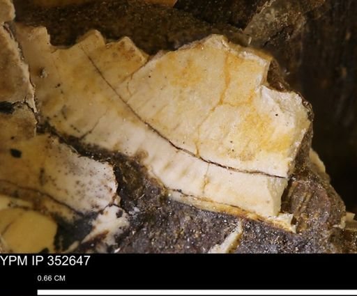 undet. Bivalvia