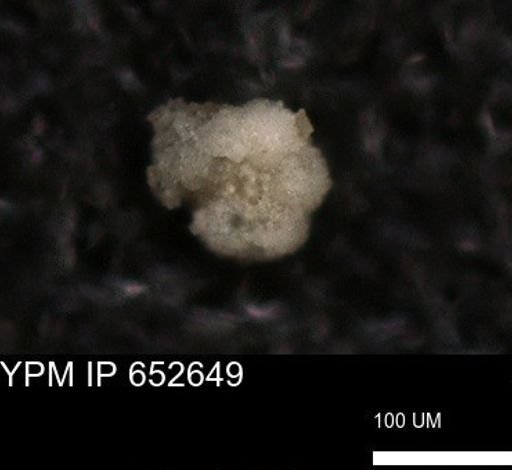 undet. Foraminiferida