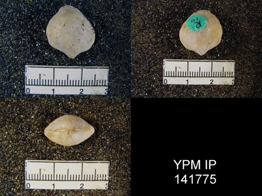 Spirigerella sp.