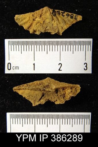 undet. Delthyridoidea