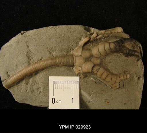 Onychocrinus exsculptus
