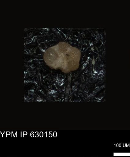 undet. Foraminiferida