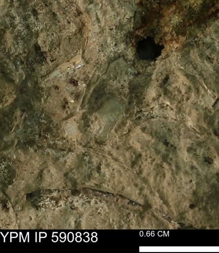 undet. Bivalvia