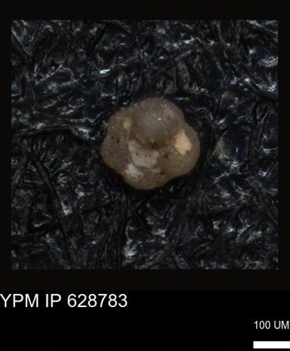undet. Foraminiferida