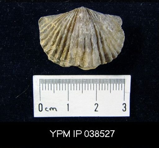 Platystrophia biforata
