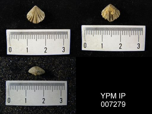 Camarotoechia whitei