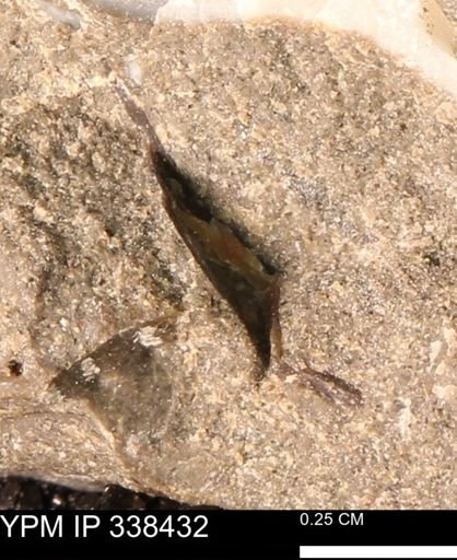 undet. Mollusca