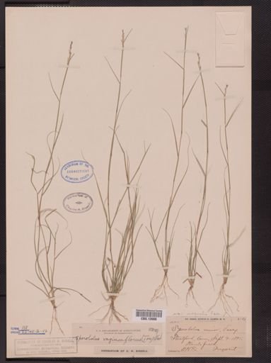 Sporobolus vaginiflorus