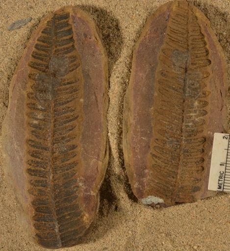 Pecopteris