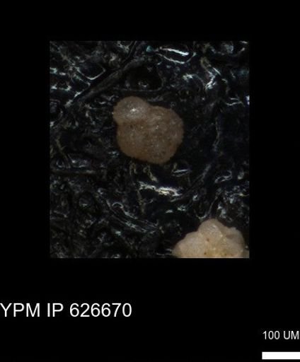undet. Foraminiferida