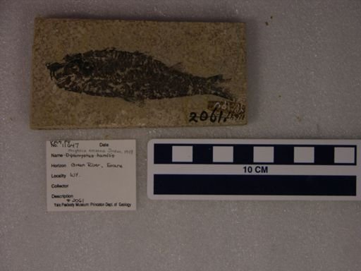 Knightia eocaena