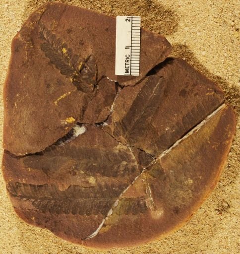 Pecopteris