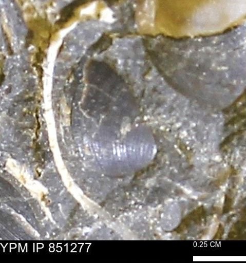 Limopsis striatopunctatus