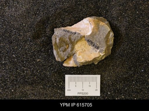 undet. Bivalvia