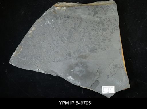 undet. Eurypterida
